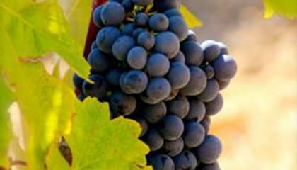 domaine Bodega De Moya