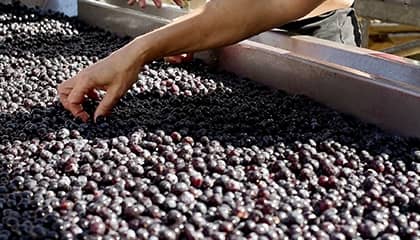 vin canalicchio di sopra