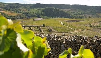 de muller domaine