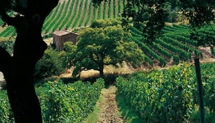 vin tenuta san guido