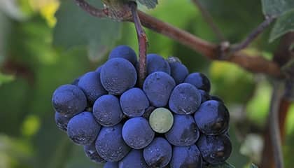 domaine tenuta san guido
