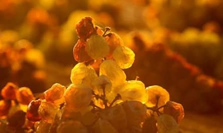 tschida vin