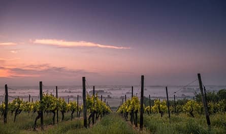 domaine vinicole Espagne
